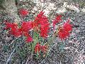 Oxblood Lily / Rhodophiala bifida